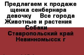 Предлагаем к продаже щенка сенбернара - девочку. - Все города Животные и растения » Собаки   . Ставропольский край,Невинномысск г.